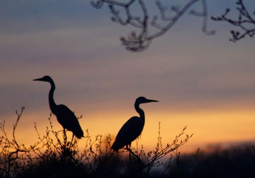 Wildlife Tours