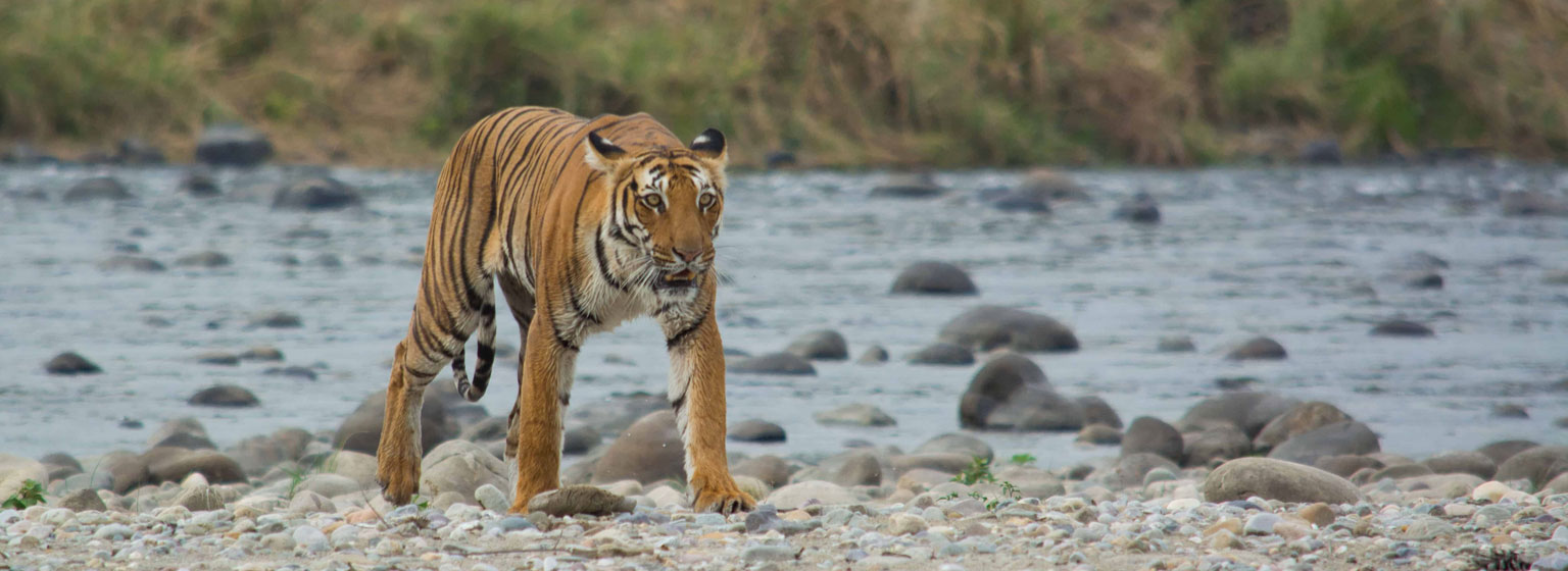 jim-corbett