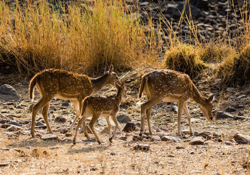 ranthambore-thumb