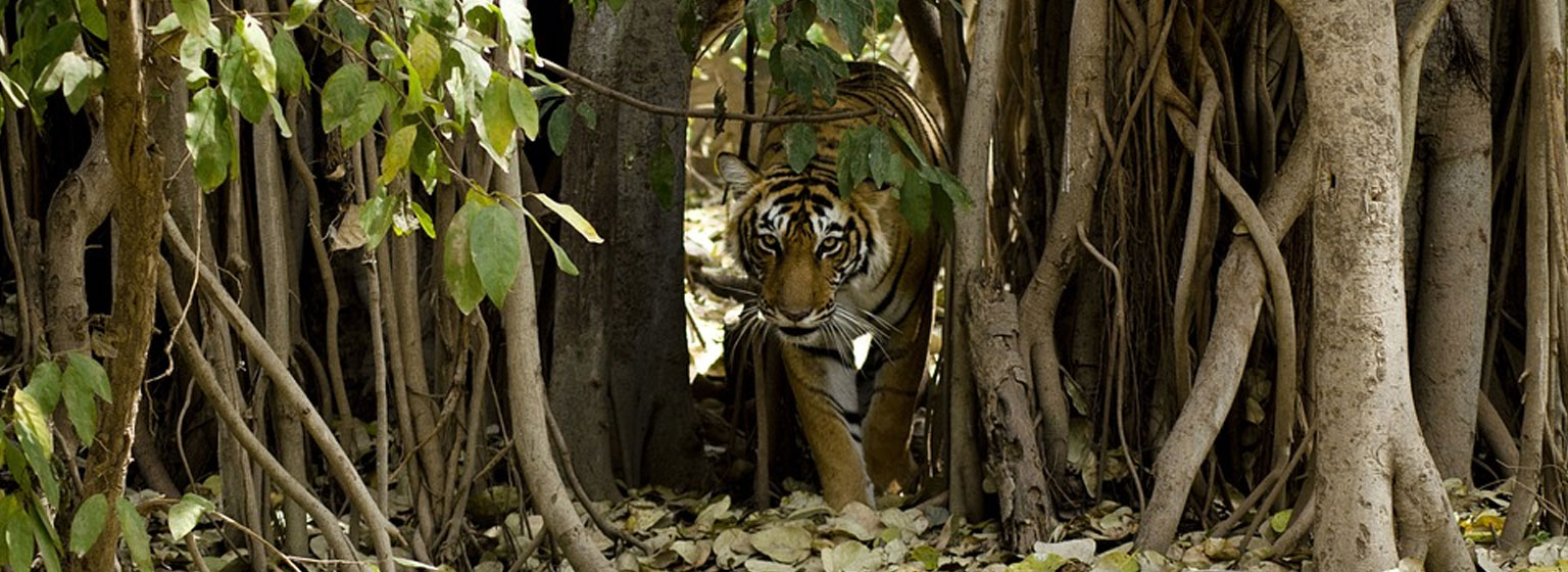ranthambore