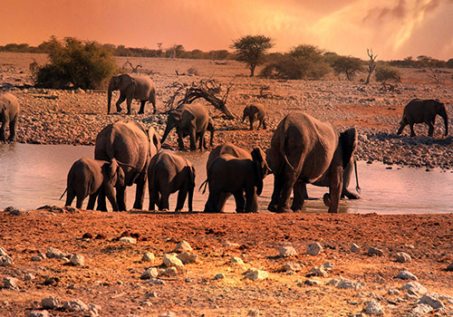 Wildlife