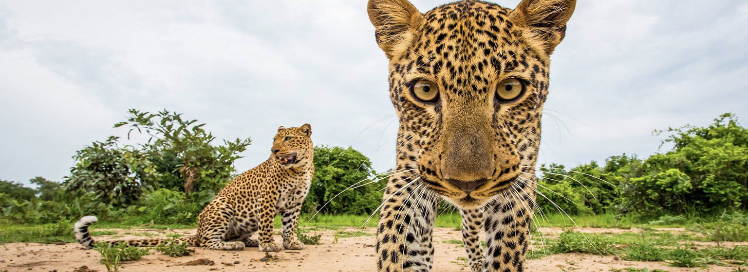 Wildlife Tours