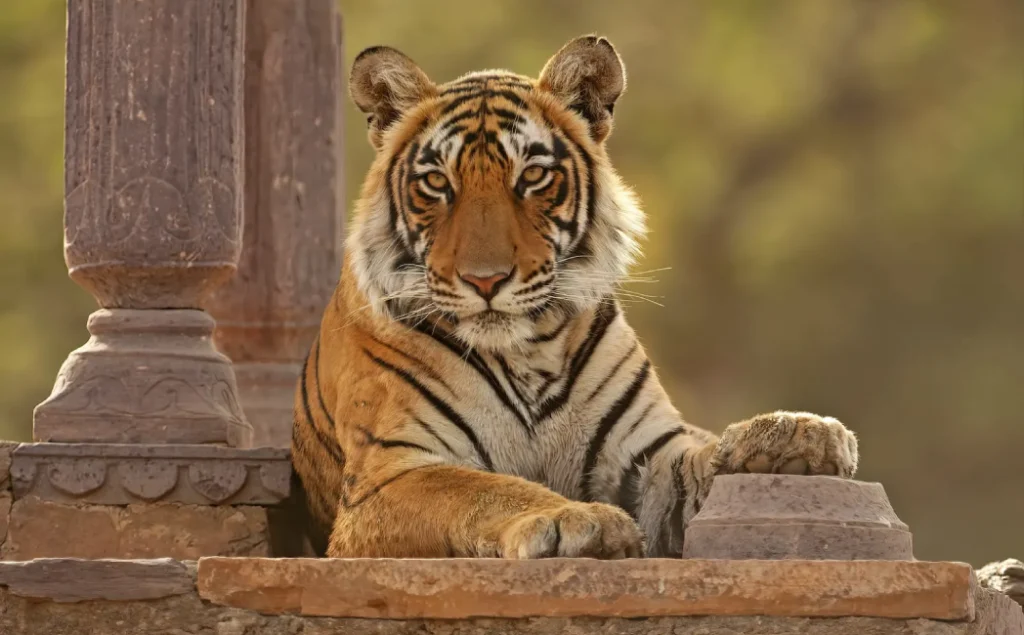 Golden Triangle Tour with Ranthambore
