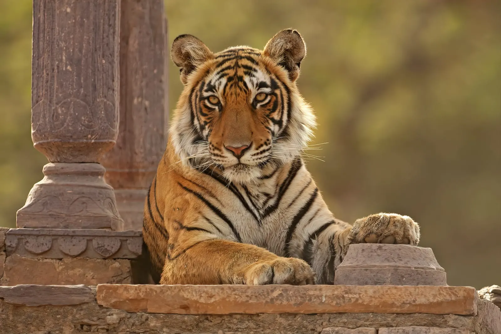 ranthambore