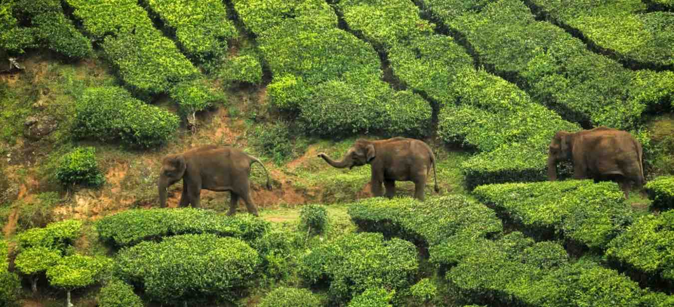 5 Days Cochin Munnar Alleppey Tour