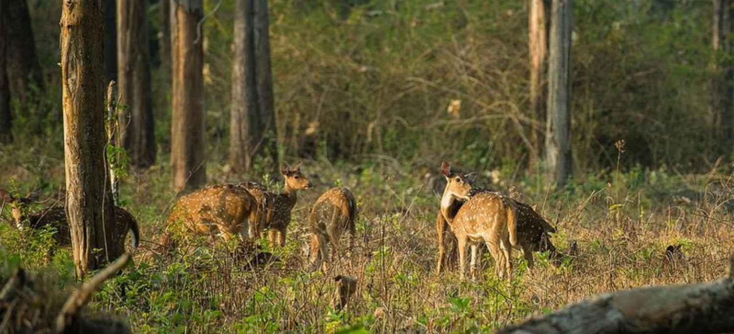 4 Days Exclusive Cochin with Periyar Wildlife Tour