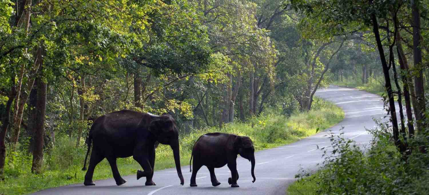 4 Days Exclusive Cochin with Periyar Wildlife Tour