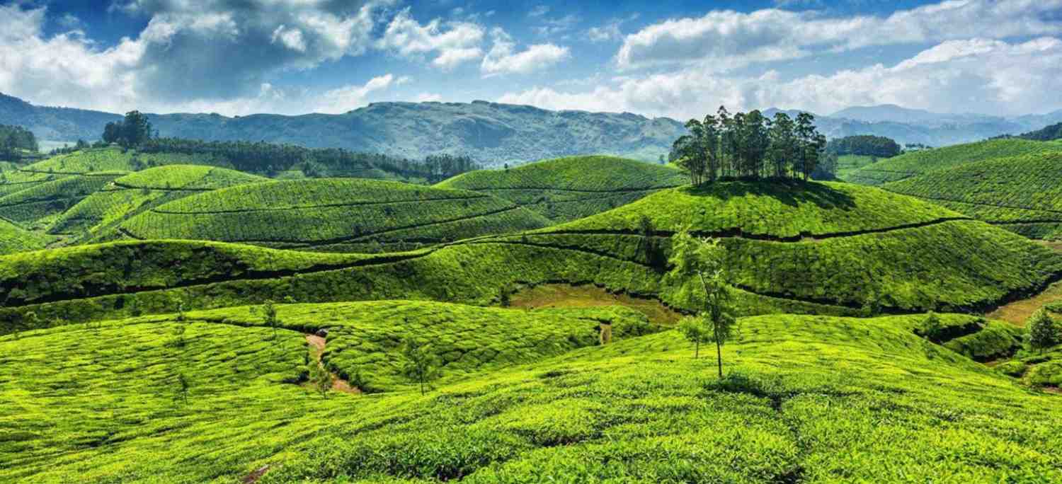 Wayanad Munnar Alleppey 7 Day Tour - Gets Holiday India Tour