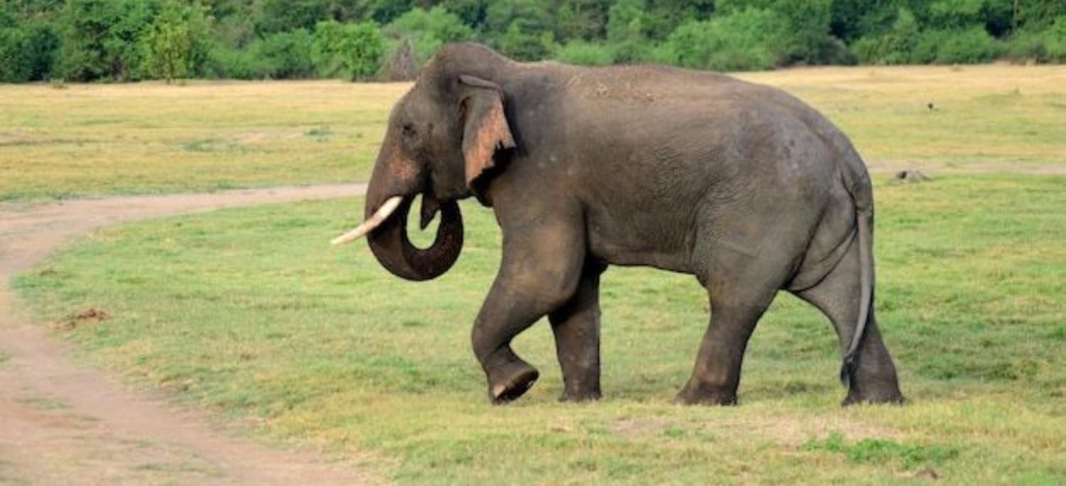 4 Days Exclusive Cochin with Periyar Wildlife Tour