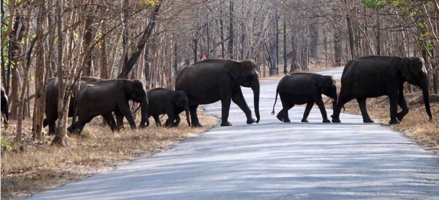 4 Days Exclusive Cochin with Periyar Wildlife Tour