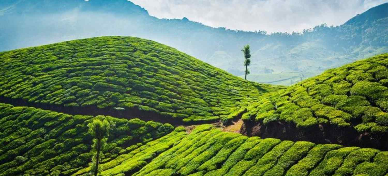 Wayanad Munnar Alleppey 7 Day Tour - Gets Holiday India Tour
