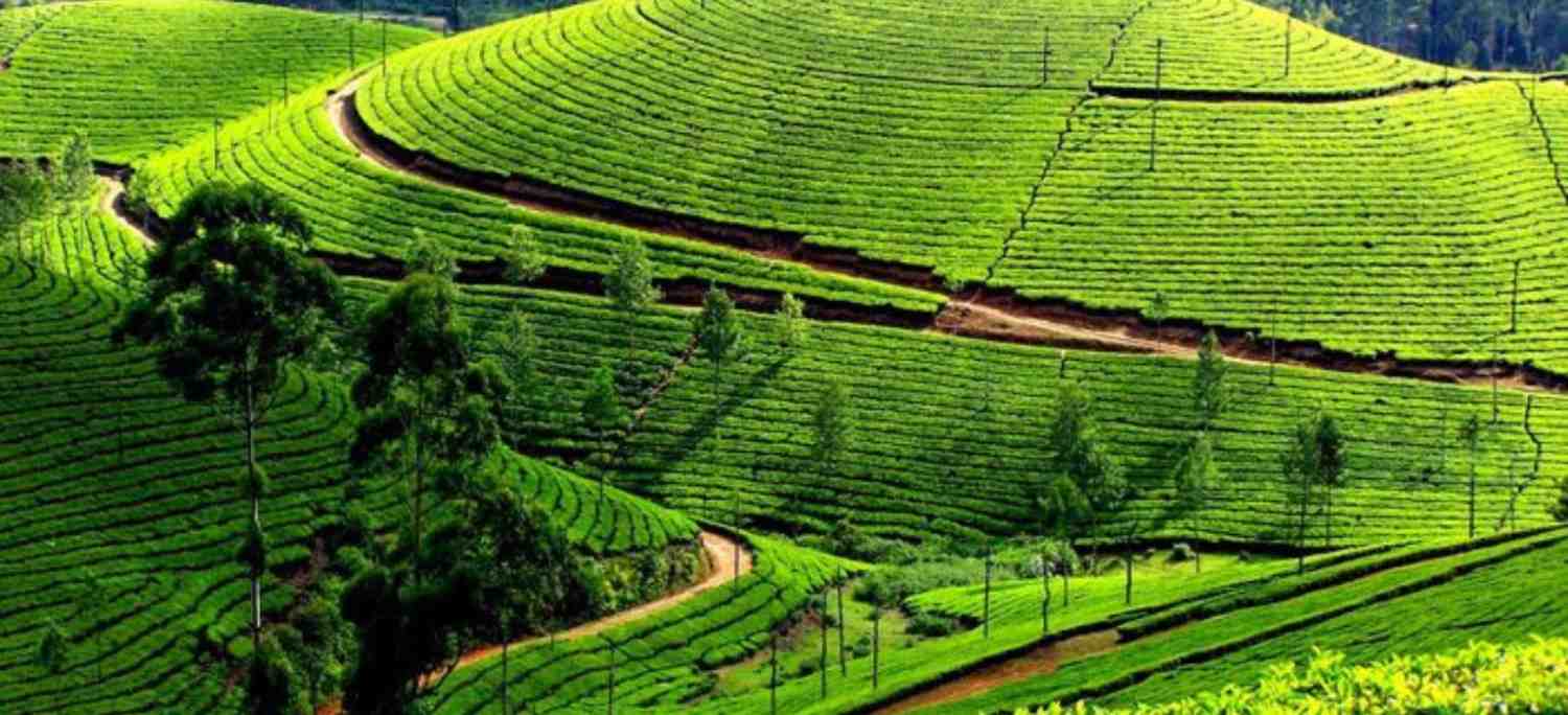 5 Days Cochin Munnar Alleppey Tour
