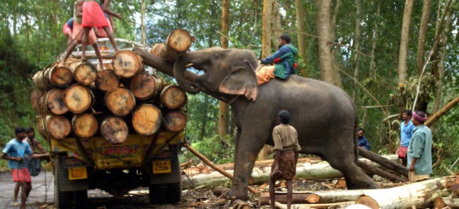 4 Days Exclusive Cochin with Periyar Wildlife Tour 