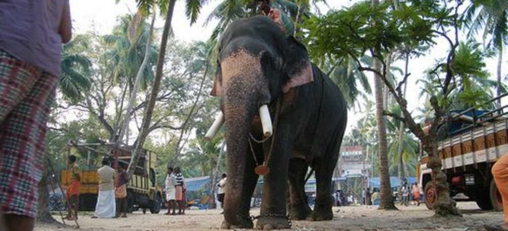 5 Days Cochin Munnar Alleppey Tour